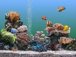 Fish Aquarium Screensaver
